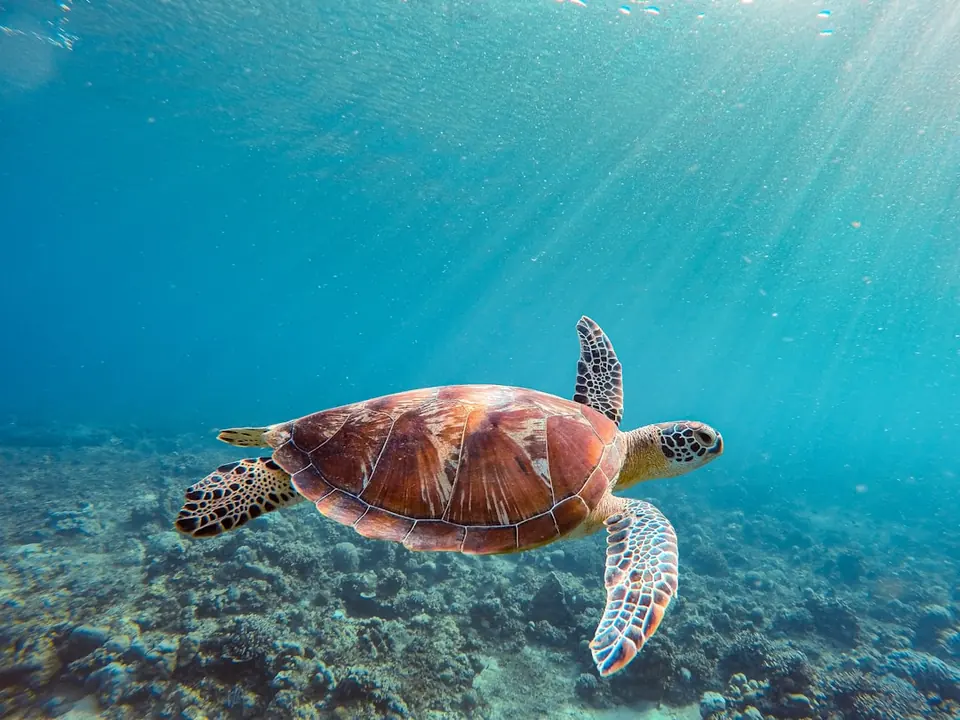 A sea turtle swimming over a reef, sunbeams coming down through blue water