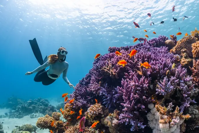 A freediver gliding over a purple coral head surrounded by small orange fish